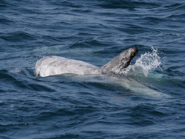 Risso's Dolphin